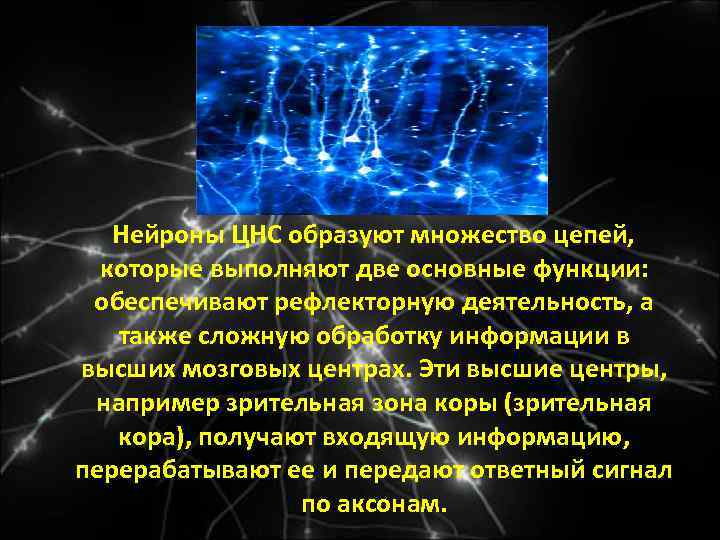  Нейроны ЦНС образуют множество цепей, которые выполняют две основные функции: обеспечивают рефлекторную деятельность,