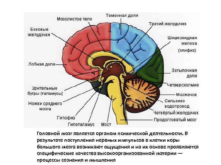 Головной мозг является органом психической деятельности. В результате поступления нервных импульсов в клетки коры