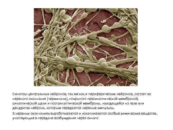 Синапсы центральных нейронов, так же как и периферических нейронов, состоят из нервного окончания (терминали),