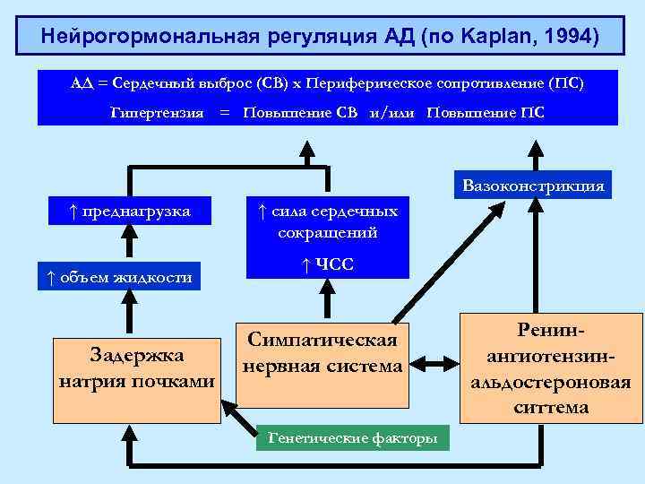 Нейрогормональная регуляция АД (по Kaplan, 1994) АД = Сердечный выброс (СВ) х Периферическое сопротивление