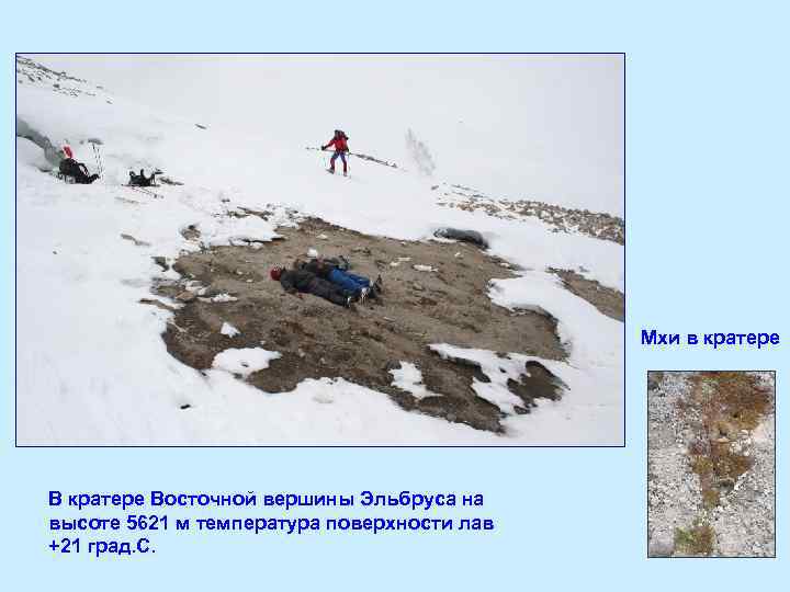 Мхи в кратере Восточной вершины Эльбруса на высоте 5621 м температура поверхности лав +21