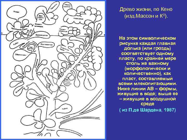 Древо жизни, по Кено (изд. Массон и К 0). На этом символическом рисунке каждая
