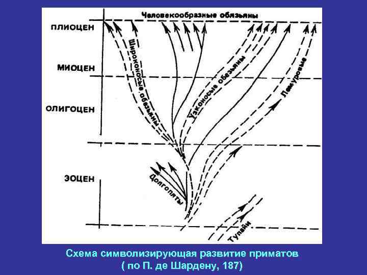 Схема символизирующая развитие приматов ( по П. де Шардену, 187) 