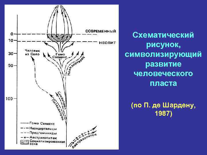 Схематический рисунок, символизирующий развитие человеческого пласта (по П. де Шардену, 1987) 