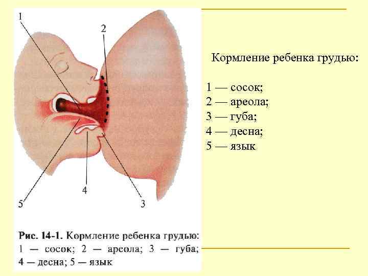 Кормление ребенка грудью: 1 — сосок; 2 — ареола; 3 — губа; 4 —