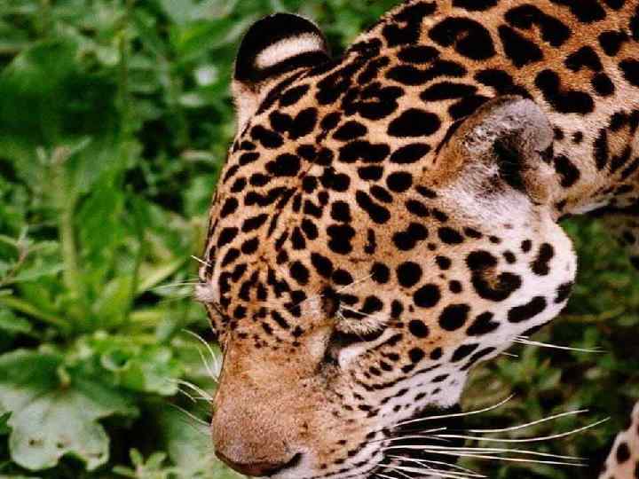 Игривых много 