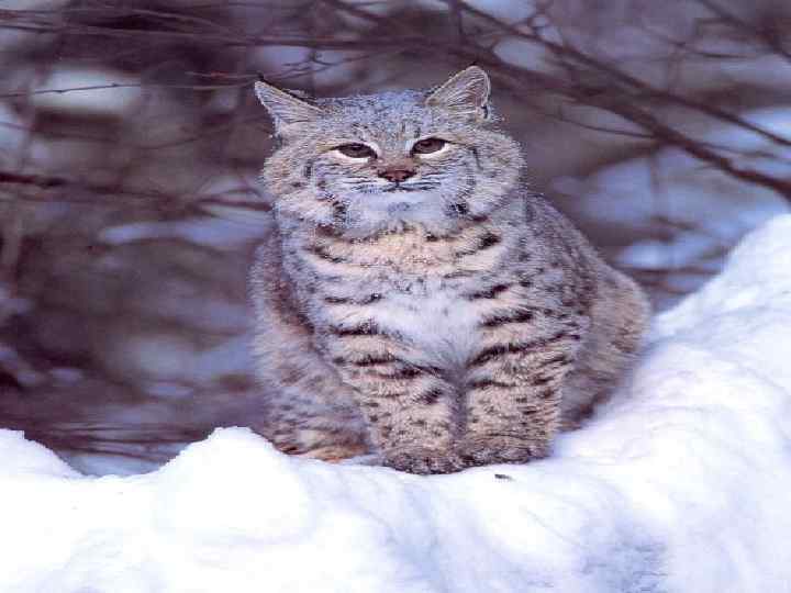 Разные виды котов 