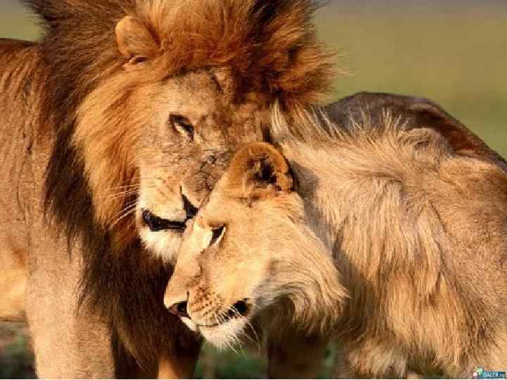 Не всегда одной породы 