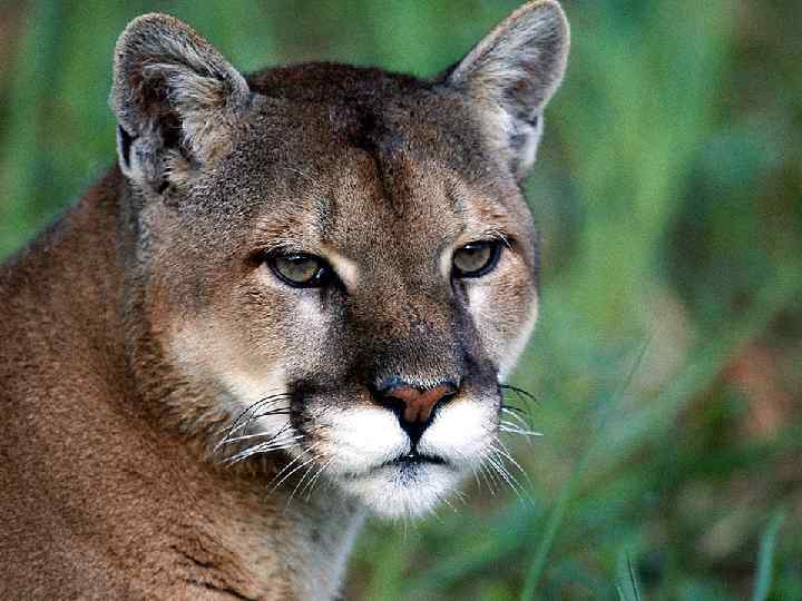 Иногда рычать 