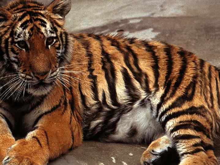 ЕЩЁ несколько кошек 