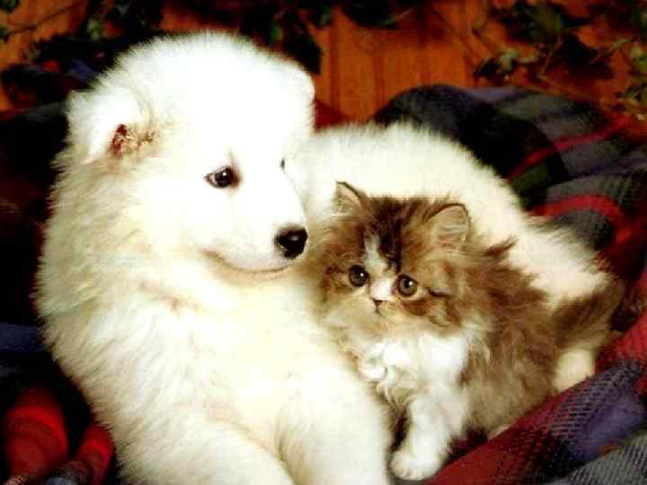 Любим, и по кушать 