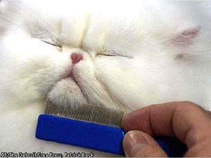 Весело орать 