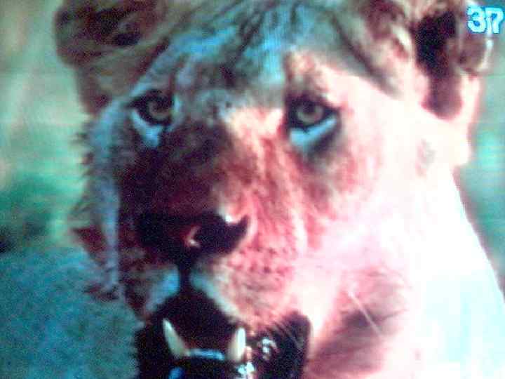 Могут нас погладить 