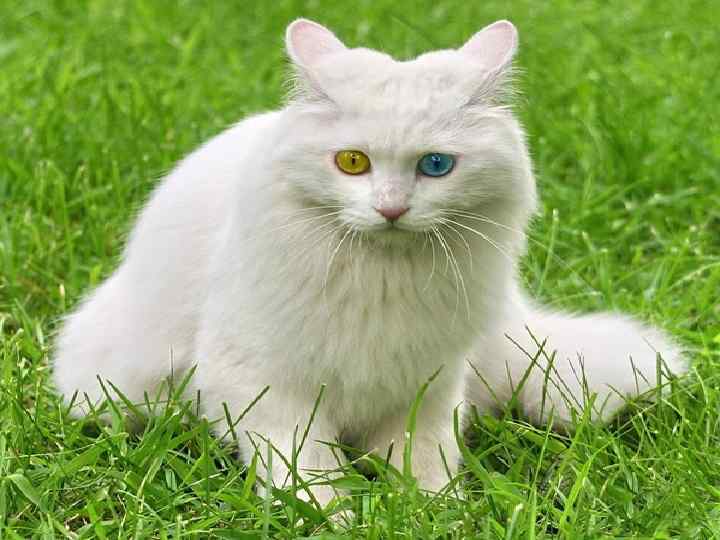 Могут отругать 