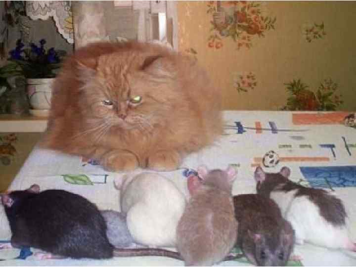 ВЕСЕЛО ИГРАТЬ 