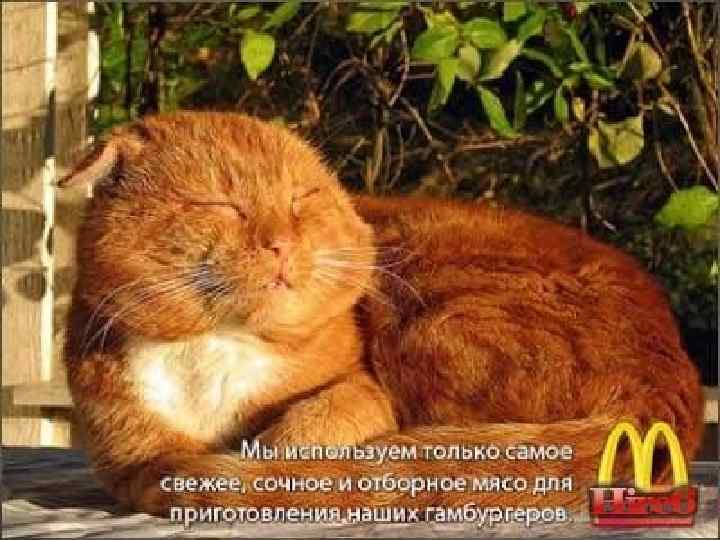 Ночью по орать 