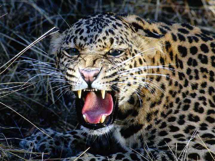 Семейство кошачьих 