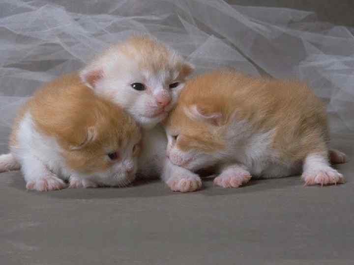 Новые игры кошачьих 