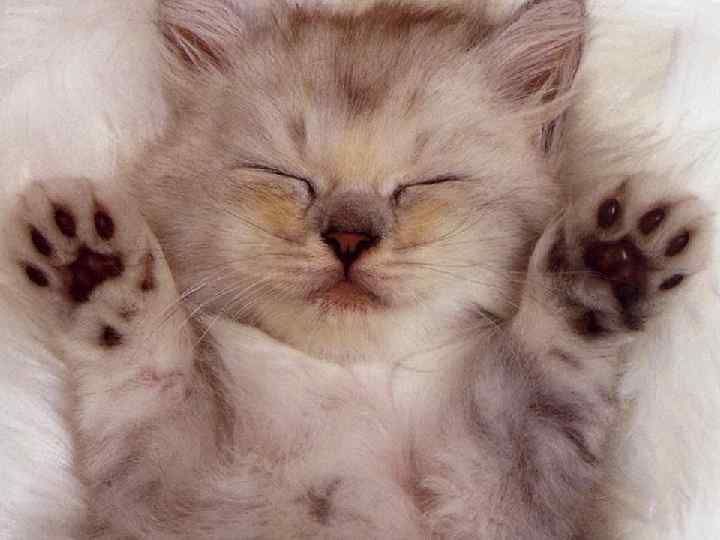 Коты разные бывают 