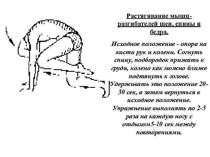Растягивание мышц разгибателей шеи, спины и бедра. Исходное положение опора на кисти рук и