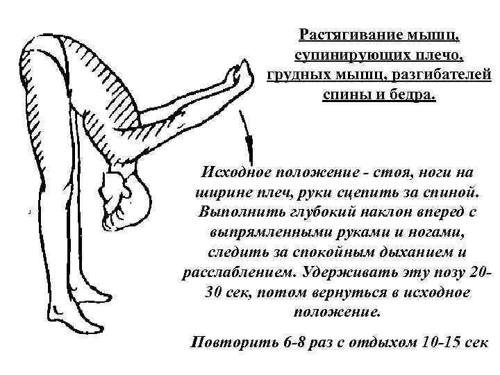 Растягивание мышц, супинирующих плечо, грудных мышц, разгибателей спины и бедра. Исходное положение стоя, ноги