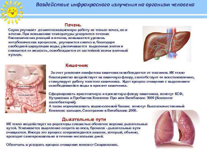 Воздействие инфракрасного излучения на организм человека Печень Сауна улучшает дезинтоксикационную работу не только почек,