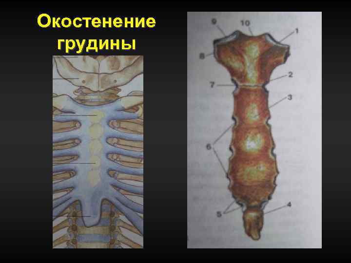 Окостенение грудины 