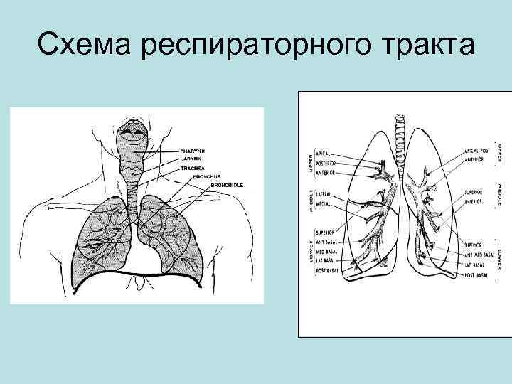 Схема респираторного тракта 