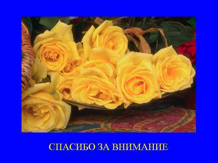 СПАСИБО ЗА ВНИМАНИЕ 