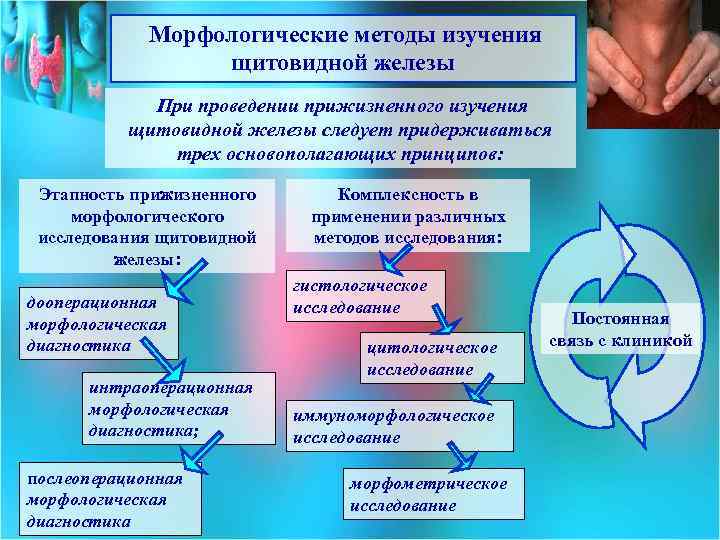Морфологические методы изучения щитовидной железы При проведении прижизненного изучения щитовидной железы следует придерживаться трех