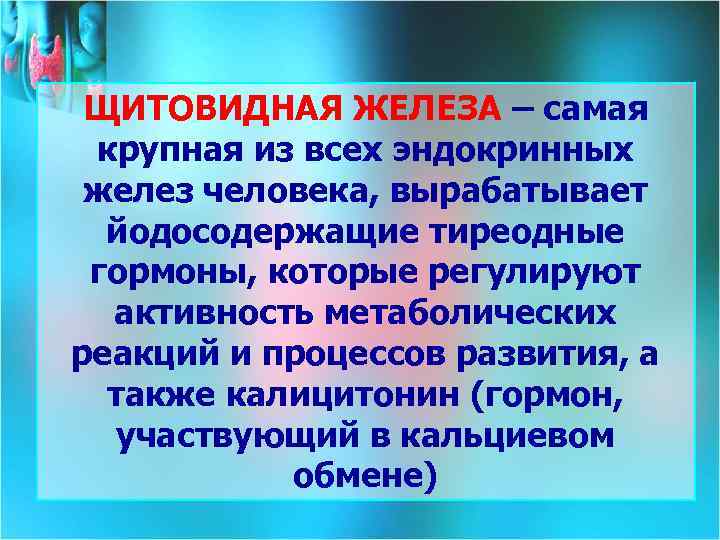 ЩИТОВИДНАЯ ЖЕЛЕЗА – самая крупная из всех эндокринных желез человека, вырабатывает йодосодержащие тиреодные гормоны,