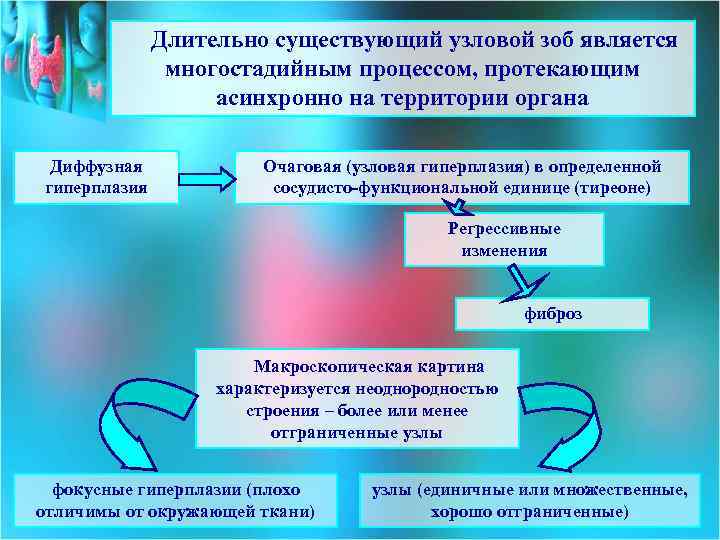 Длительно существующий узловой зоб является многостадийным процессом, протекающим асинхронно на территории органа Диффузная гиперплазия