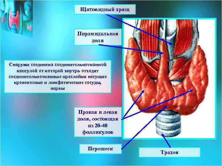 Щитовидный хрящ Пирамидальная доля Снаружи соединена соединительнотканной капсулой от которой внутрь отходят соединительнотканные прослойки