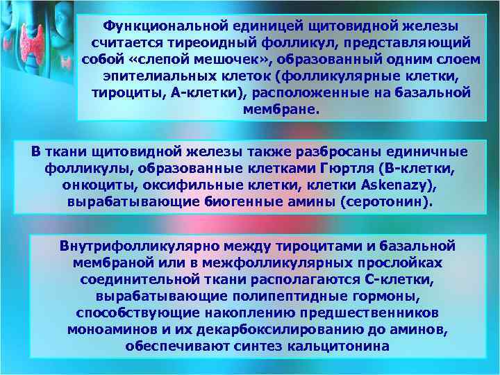 Функциональной единицей щитовидной железы считается тиреоидный фолликул, представляющий собой «слепой мешочек» , образованный одним