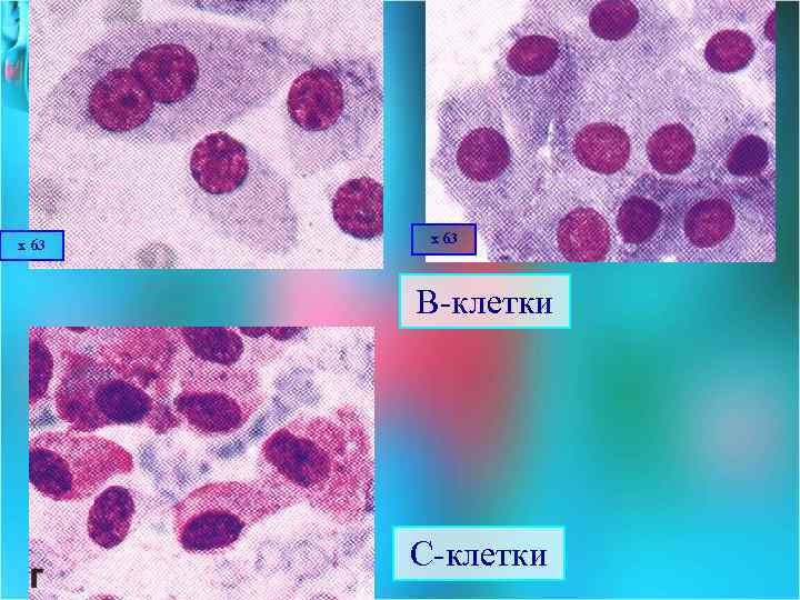 х 63 В клетки С клетки 