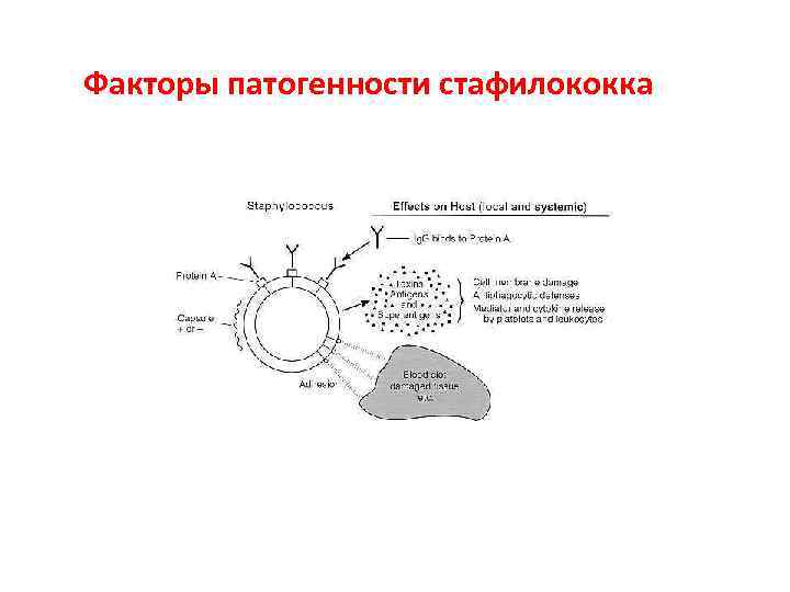 Факторы патогенности стафилококка 