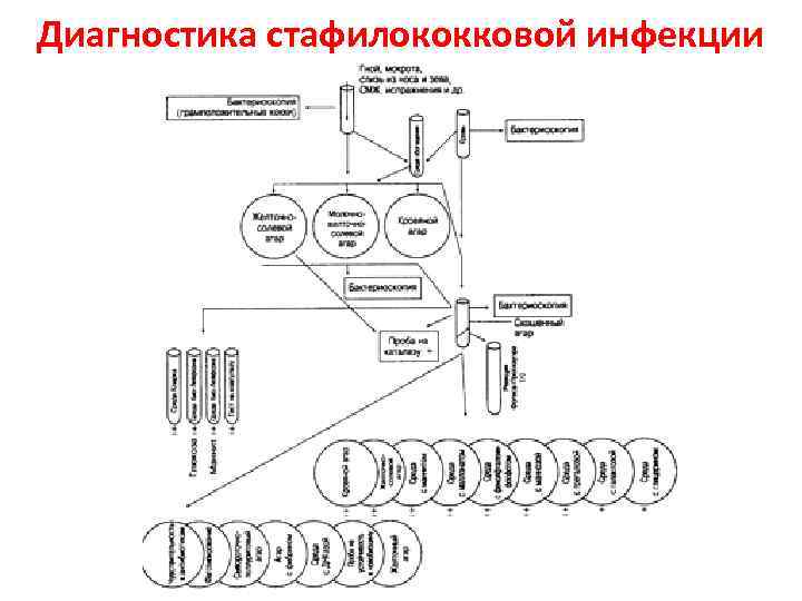 Составьте цепочку инфекционного процесса для staphylococcus aureus схема