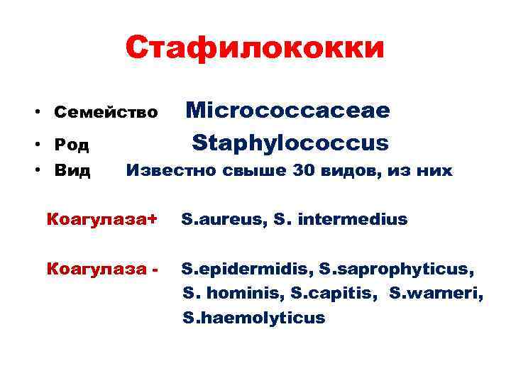 Стафилококки • Семейство • Род • Вид Micrococcaceae Staphylococсus Известно свыше 30 видов, из