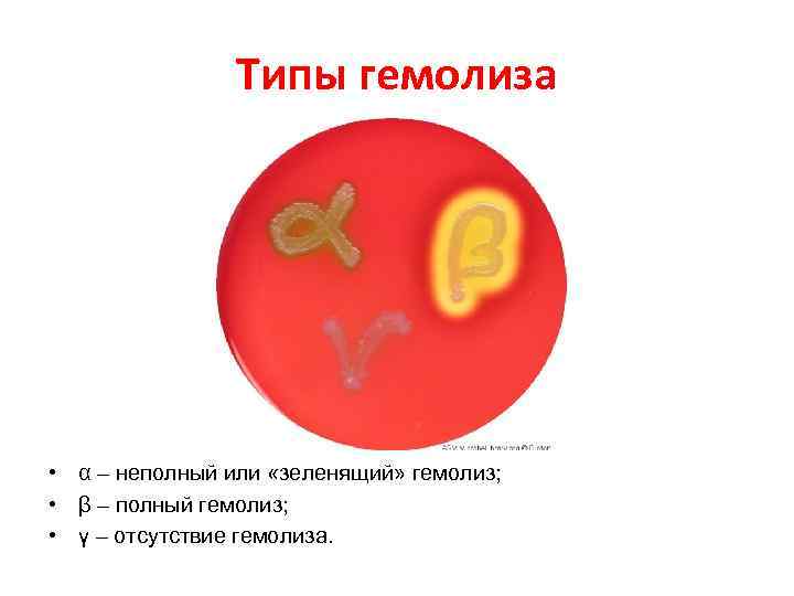 Типы гемолиза • α – неполный или «зеленящий» гемолиз; • β – полный гемолиз;