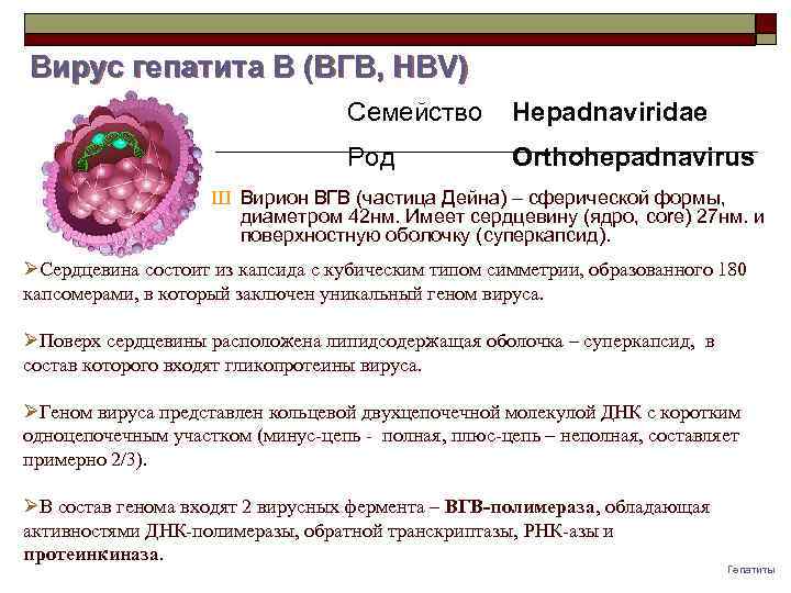 Вирус гепатита B (ВГB, HBV) Семейство Hepadnaviridae Род Orthohepadnavirus Ш Вирион ВГВ (частица Дейна)