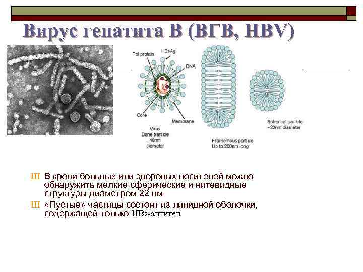 Вирус гепатита B (ВГB, HBV) Ш В крови больных или здоровых носителей можно обнаружить