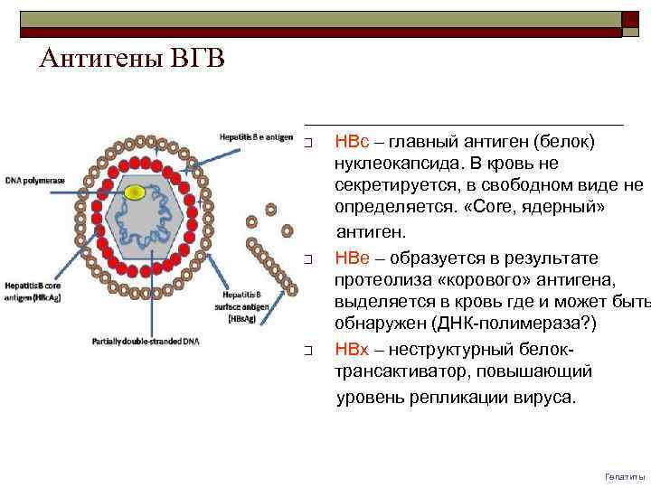 Антигены ВГВ o o o HBс – главный антиген (белок) нуклеокапсида. В кровь не