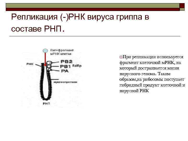 Репликация (-)РНК вируса гриппа в составе РНП. o. При репликации используется фрагмент клеточной м.