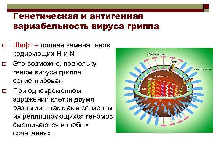 Генетическая и антигенная вариабельность вируса гриппа o o o Шифт – полная замена генов,