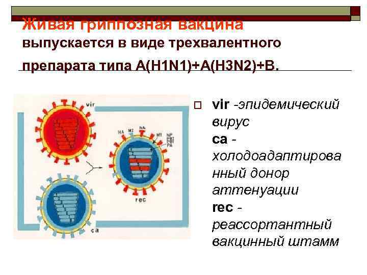 Живая гриппозная вакцина выпускается в виде трехвалентного препарата типа A(H 1 N 1)+A(H 3