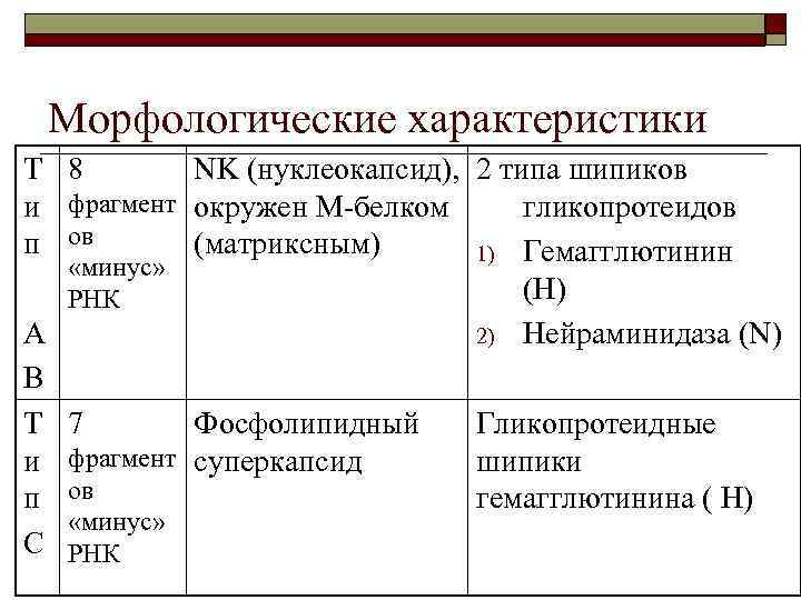 Морфологические характеристики Т 8 NK (нуклеокапсид), 2 типа шипиков и фрагмент окружен М-белком гликопротеидов