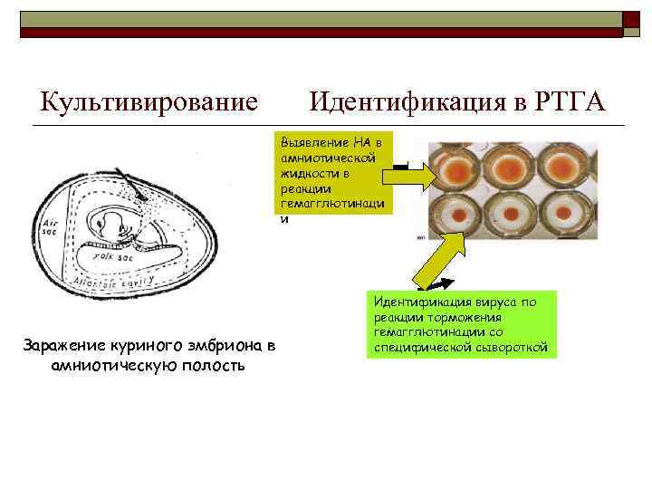 Культивирование Идентификация в РТГА Выявление НА в амниотической жидкости в реакции гемагглютинаци и Заражение