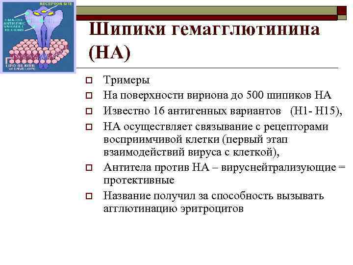 Шипики гемагглютинина (HA) o o o Тримеры На поверхности вириона до 500 шипиков HA