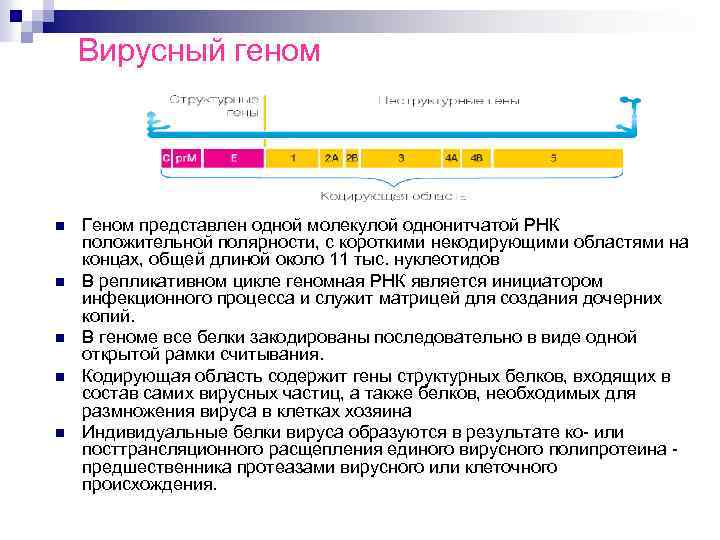 Вирусный геном n n n Геном представлен одной молекулой однонитчатой РНК положительной полярности, с