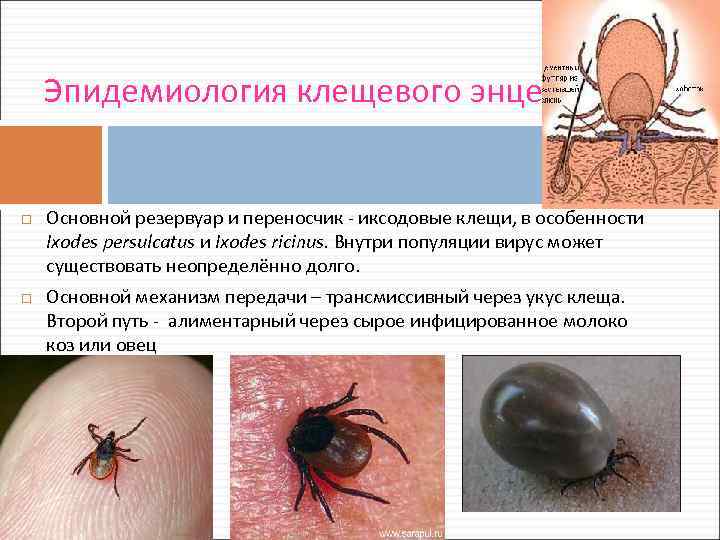 Эпидемиология клещевого энцефалита Основной резервуар и переносчик - иксодовые клещи, в особенности Ixodes persulcatus